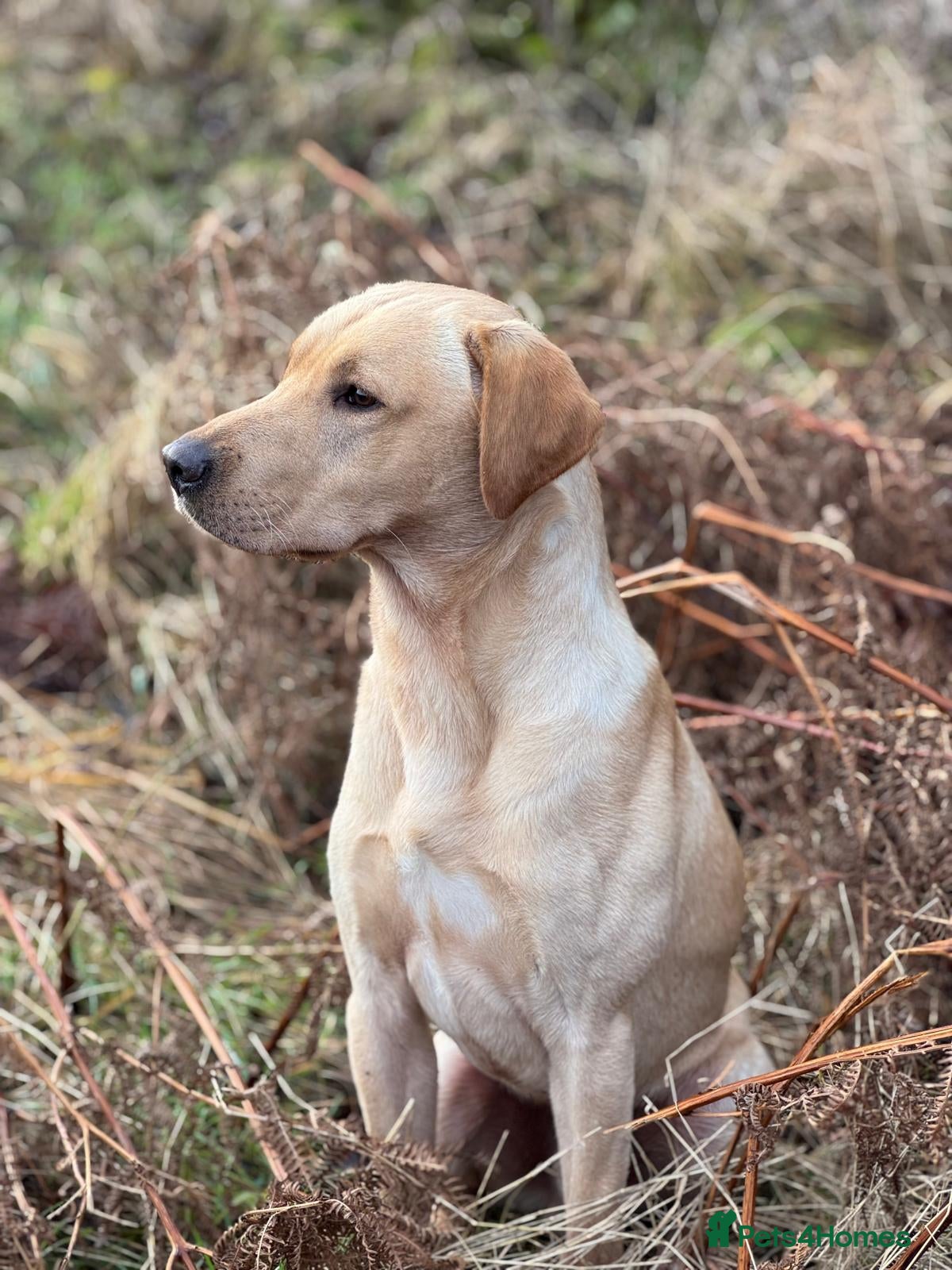 Labrador Retriever dogs Strong Fully Health Tested Labrador Stud - Advert 2