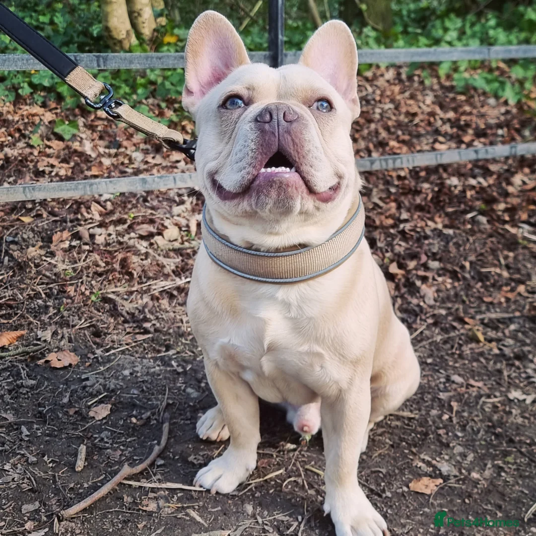 French Bulldog dogs for stud: 🔥 PLATINUM LILAC & TAN FLUFFY - WELL PROVEN- KC   in Blackpool - Advert 12