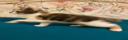 Norwegian Forest Cat cats for sale: 6 Norwegian Forest kittens - Advert 7