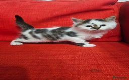 Domestic Shorthair cats for sale: Male and female  - Image 14