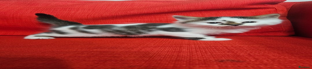 Domestic Shorthair Kitten 3