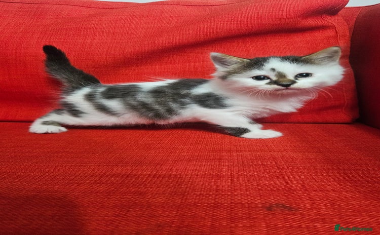 Domestic Shorthair cats - Advert 6