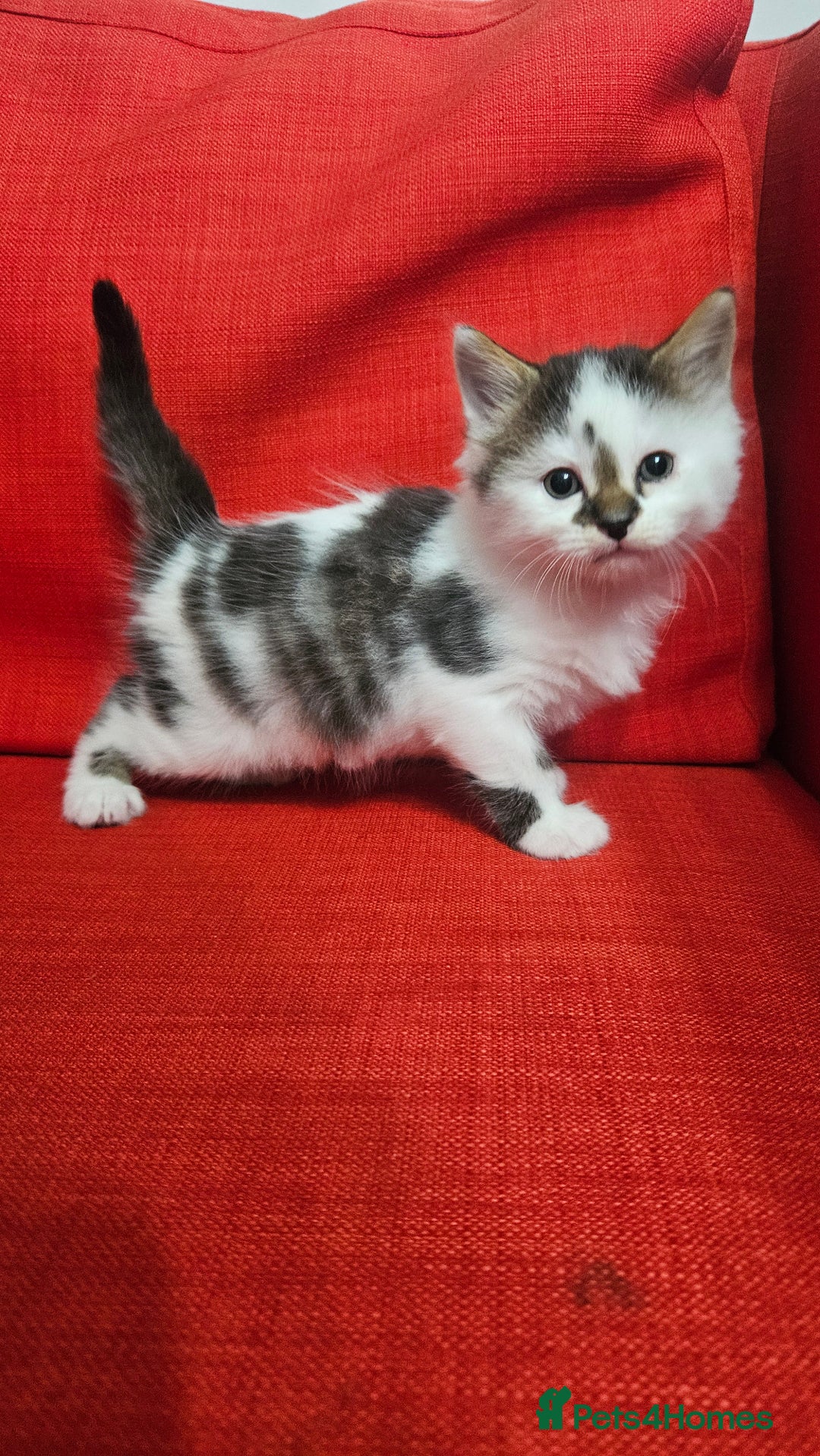 Domestic Shorthair cats for sale: Male and female  - Image 14