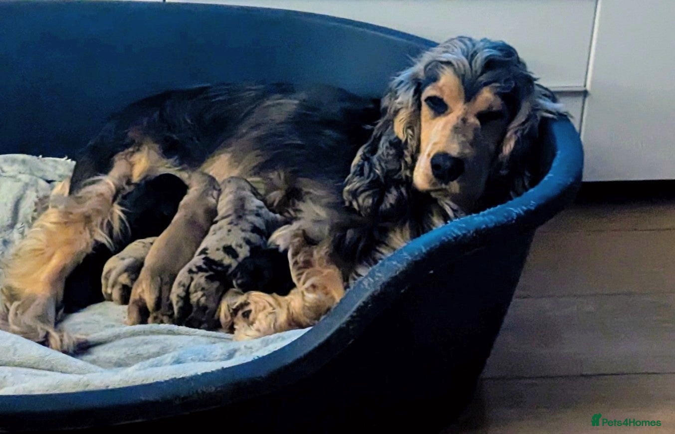 Cockapoo dogs Stunning F1 cockapoos pups. - Advert 7