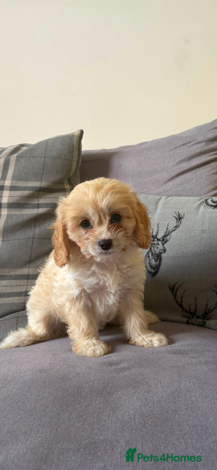 Cavapoo dogs Ready to leave - Advert 1