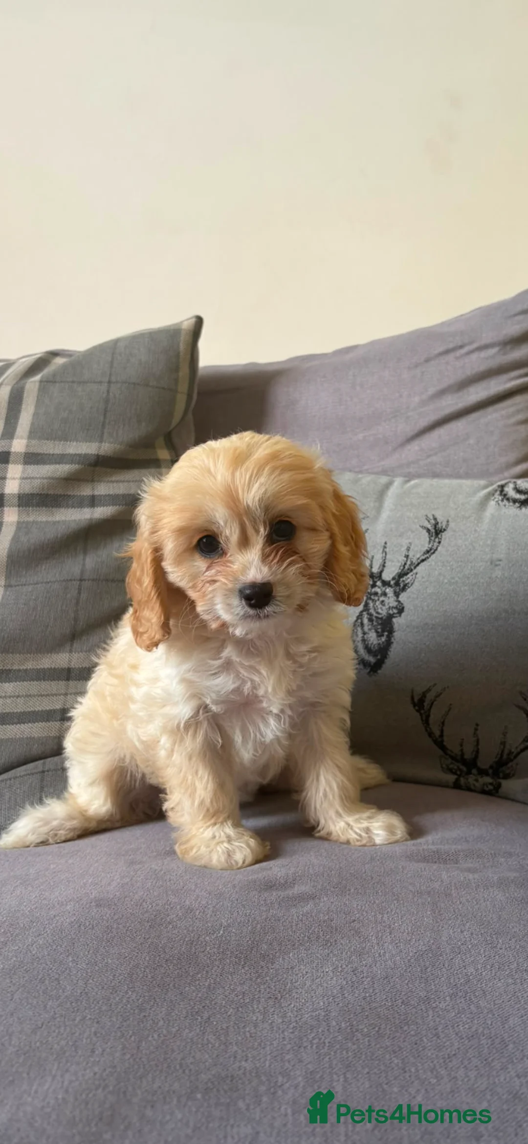 Cavapoo dogs for sale: Ready to leave in Coalville - Advert 1