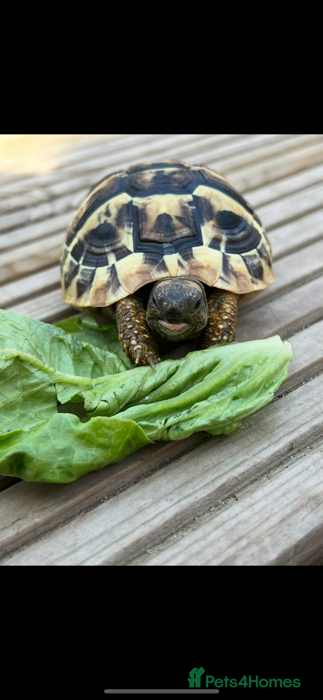 Tortoise reptiles for sale: Hermanns tortoise - Image 1