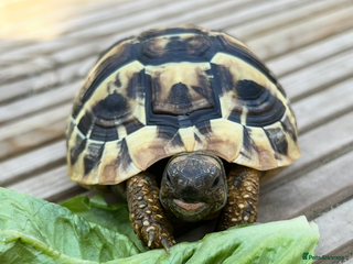 Tortoise reptiles - Advert 1