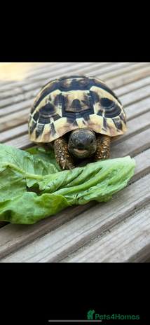 Tortoise reptiles - Advert 1