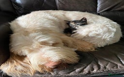 Italian Spinone dogs for sale: ITALIAN SPINONE WAITING LIST OPEN -DUE OCT - Image 17