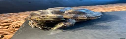 Tortoise reptiles for sale: Greek spur thigh tortoise male  in London - Advert 3