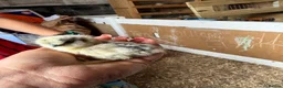 Chickens poultry for sale: 🐥🐣🥚USA Bearded silkies🐥Vorwerk🐥Brahmas🥚🐣🐥 - Advert 18