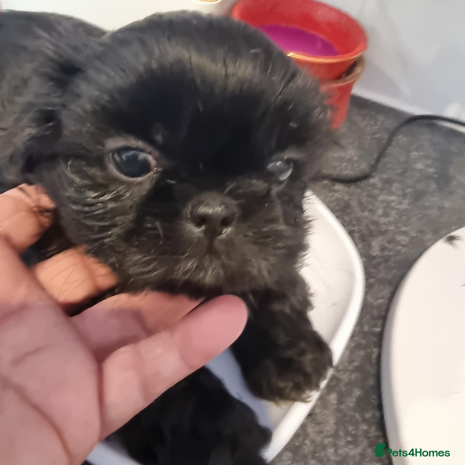 Shih Tzu dogs Kc reg Stunning tiny baby 2 boys - Advert 2