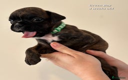 Boxer dogs for sale: 9 Beautiful Boxer Pups - Available from 22/12/2025 - Advert 25