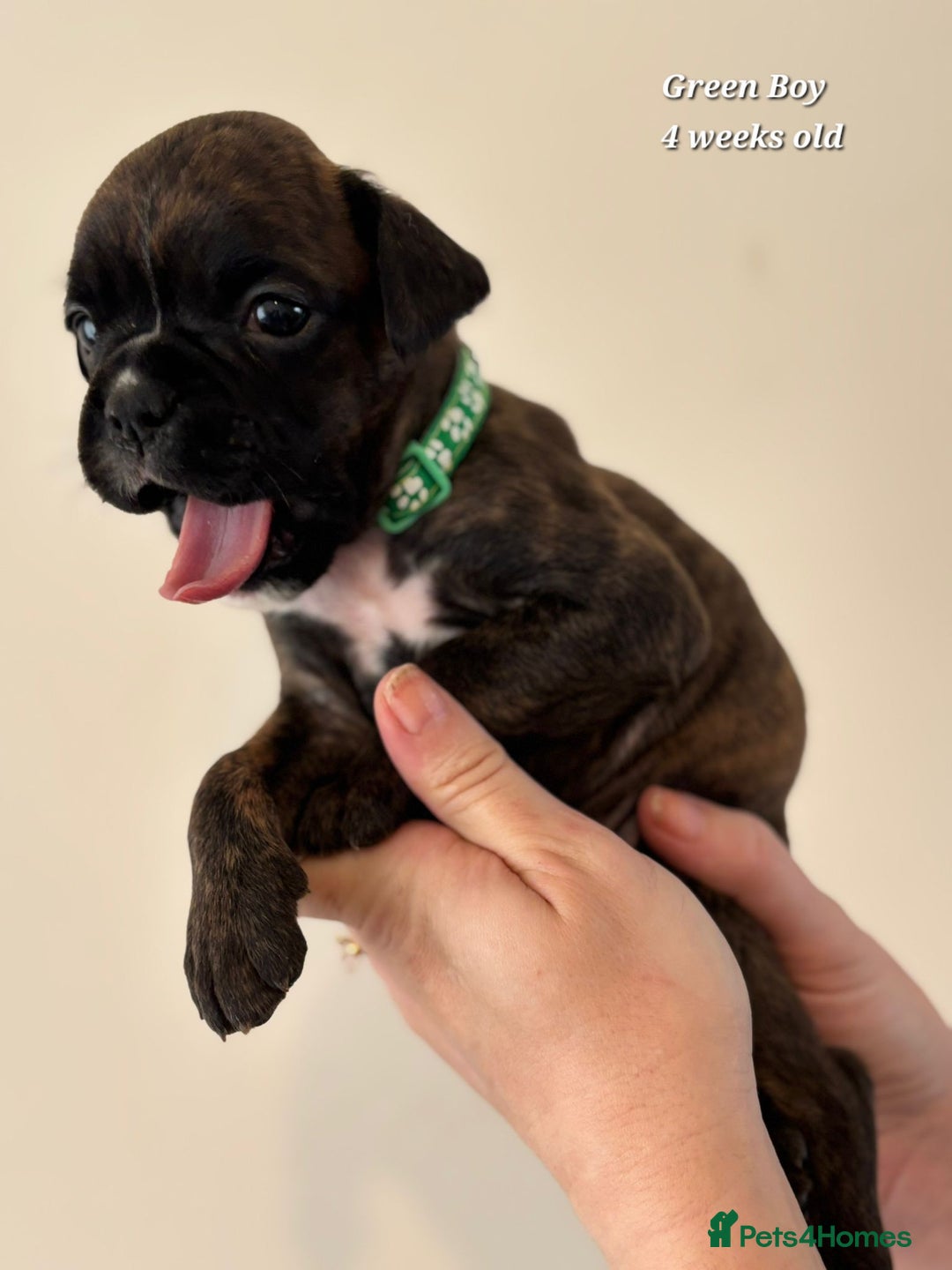 Boxer dogs for sale: 9 Beautiful Boxer Pups - Available from 22/12/2025 - Advert 25