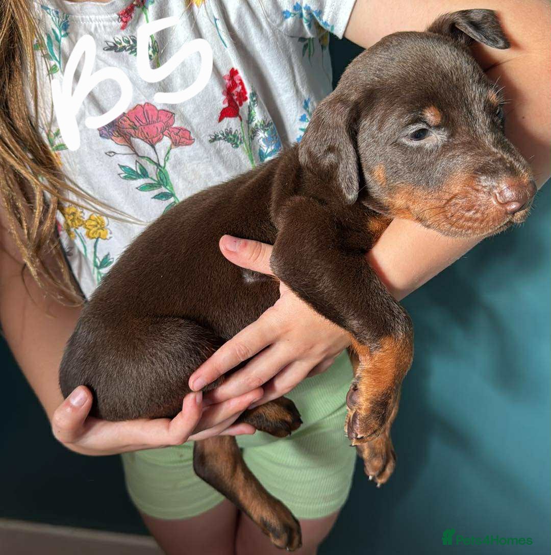 Dobermann dogs for sale: Absolutely geogeous KC registered doberman puppies - Image 7