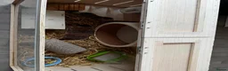 Hamster rodents for sale: Syrian hamster in Aylesbury - Advert 7