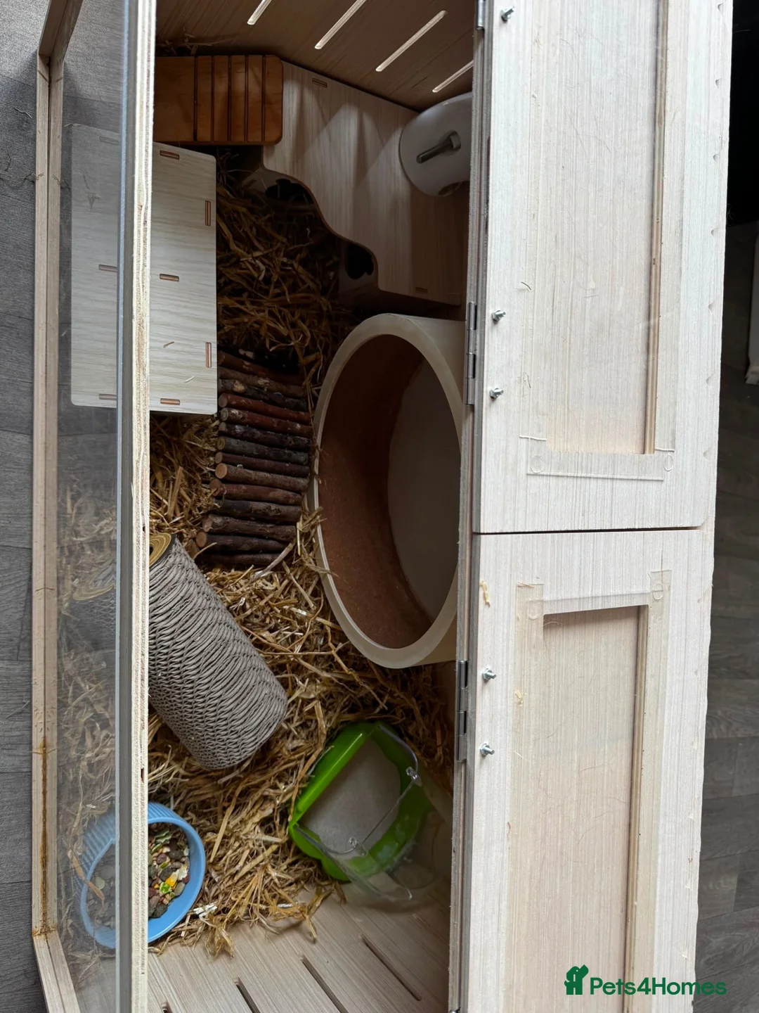 Hamster rodents for sale: Syrian hamster in Aylesbury - Advert 7