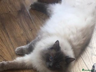 Ragdoll cats in Brighouse - Advert 13