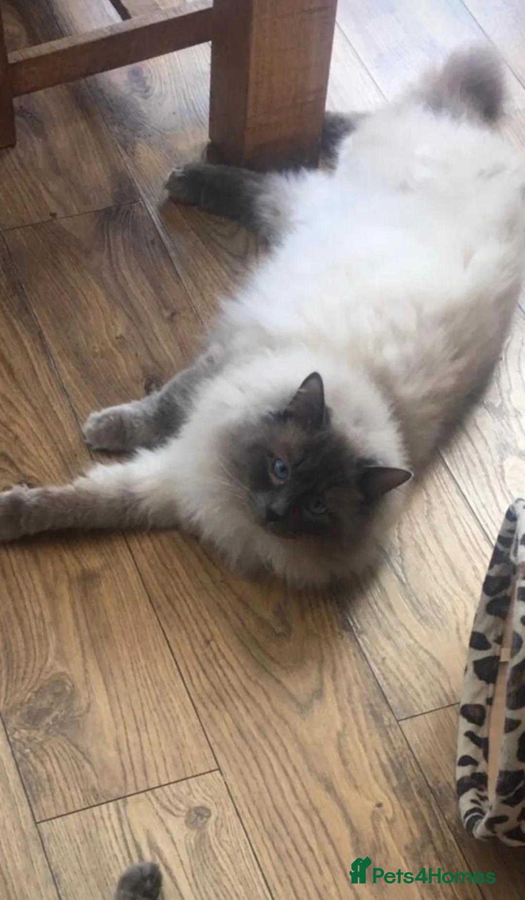 Ragdoll cats for stud: LARGE PROVEN STUD (bluepoint) in Brighouse - Advert 1