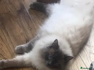 Ragdoll cats LARGE PROVEN STUD (bluepoint) in Brighouse - Advert 9