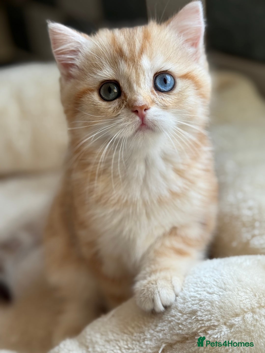 British Shorthair cats for sale: GCCF reg BSH Chocolate and Black Golden Kittens in London - Image 35