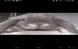 Mini Lop rabbits for sale: Mini lop rabbits  - Image 17