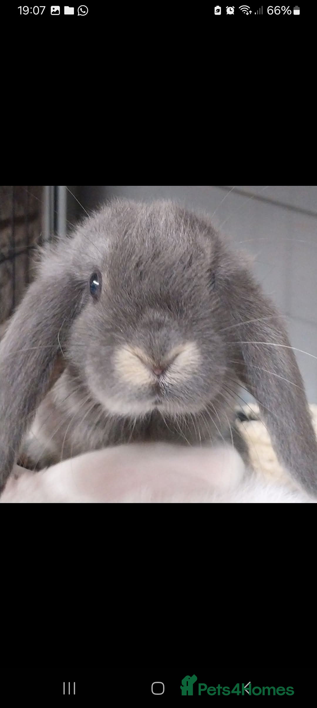 Mini Lop rabbits for sale: Mini lop rabbits  - Image 17