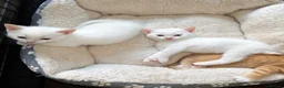 Mixed Breed cats for sale: Beautiful kittens looking for new homes in Basingstoke - Advert 16