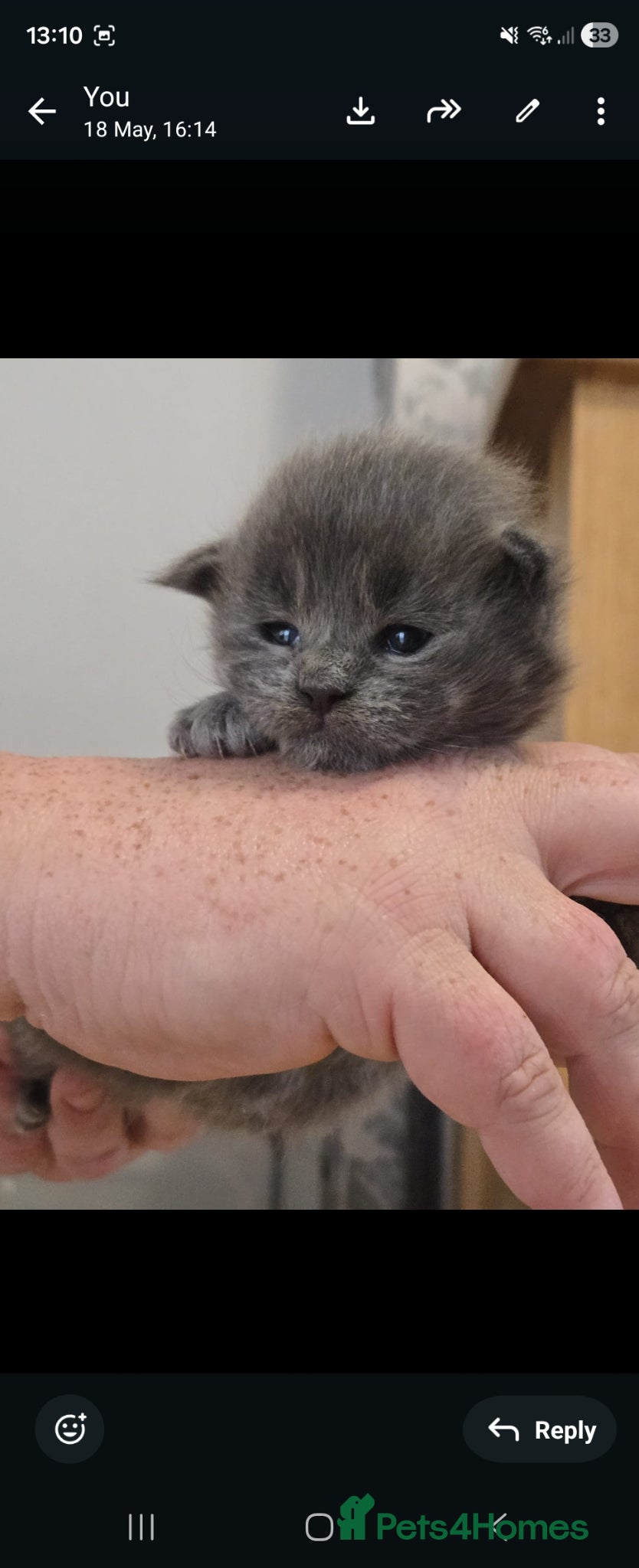 Maine Coon cats 1 male & 1 female maine coone kittens.  - Advert 3