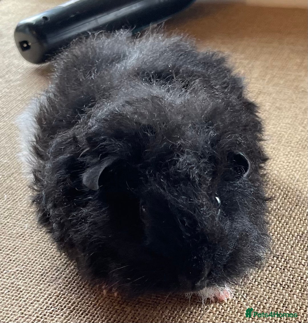 Guinea Pig rodents for sale: Older boar’s and baby Alpaca Texel and merino  - Image 9