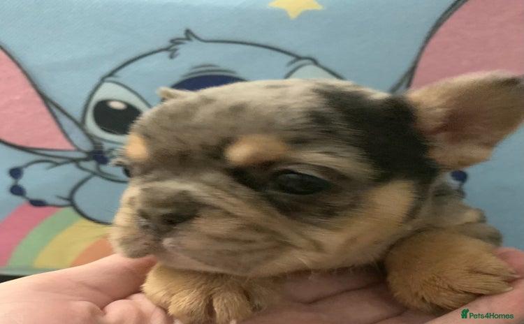 French Bulldog dogs Fabulous French bulldogs of excellent quality  - Advert 14