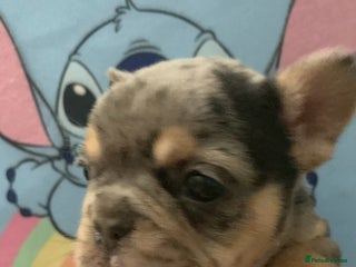 French Bulldog dogs Fabulous French bulldogs of excellent quality - Advert 2