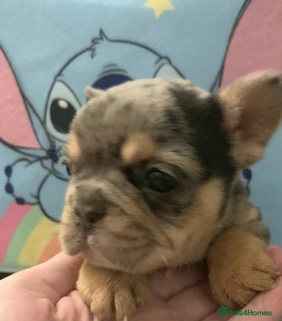 French Bulldog dogs Fabulous French bulldogs of excellent quality - Advert 14
