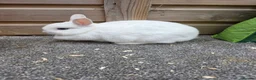 Netherland Dwarf rabbits for sale: Netherland Dwarf kits black otter, agouti vienna  - Advert 5