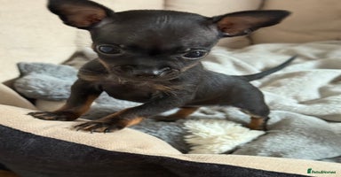 Chihuahua dogs Beautiful little Chi ready to reserve  - Advert 2