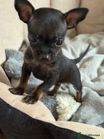 Chihuahua dogs Beautiful little Chi ready to reserve - Advert 2