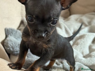 Chihuahua dogs Beautiful little Chi ready to reserve - Advert 4