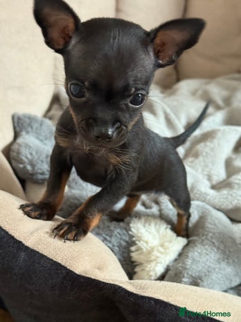 Chihuahua dogs Beautiful little Chi ready to reserve - Advert 6