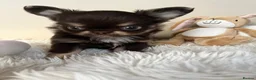 Chihuahua dogs for sale: Xx Quality Thai/Russian chihuahuas Xx - Advert 10