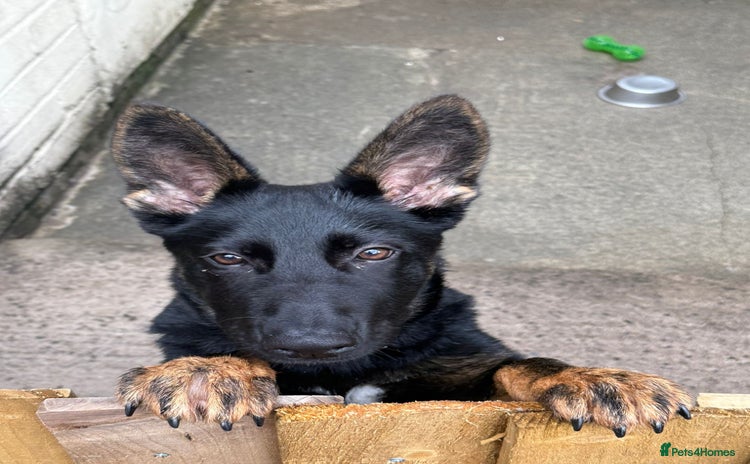 German Shepherd dogs - Advert 1