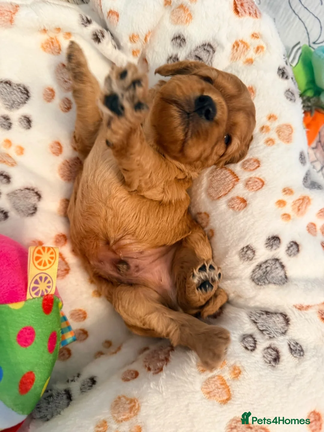 Cavapoo dogs for sale: Beautiful Red Cavapoo Puppies  - Advert 9