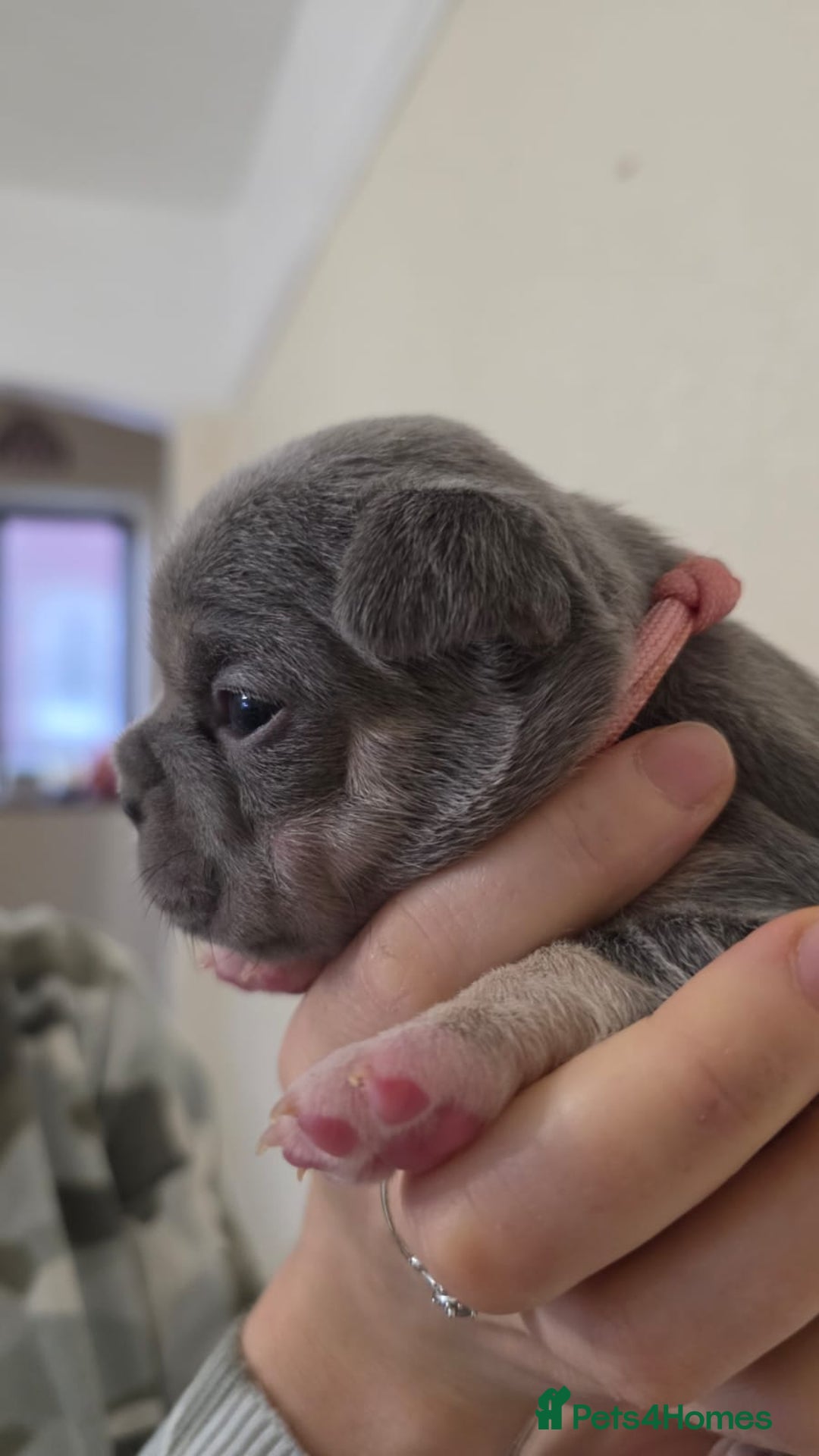 French Bulldog dogs for sale: Beautiful litter of French Bulldogs - Advert 21