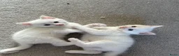 Mixed Breed cats for sale: 2 beautiful white kittens - Advert 8