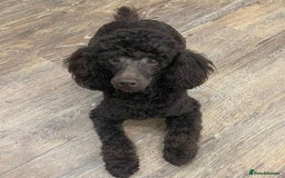 Miniature Poodle dogs for sale: Health tested, Brown, Mini x Toy Poodle puppies - Advert 8