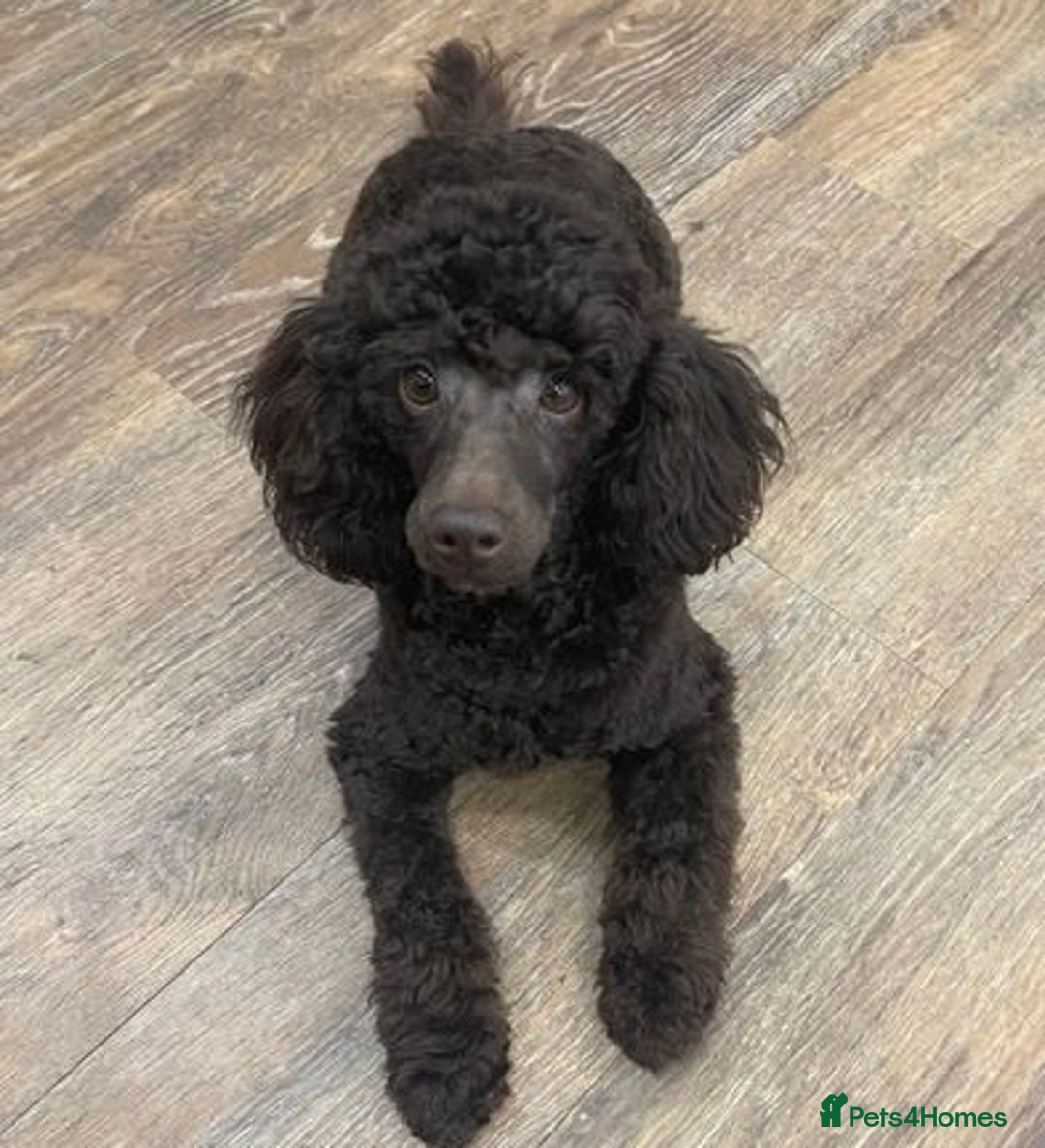 Miniature Poodle dogs for sale: Health tested, Brown, Mini x Toy Poodle puppies - Advert 8