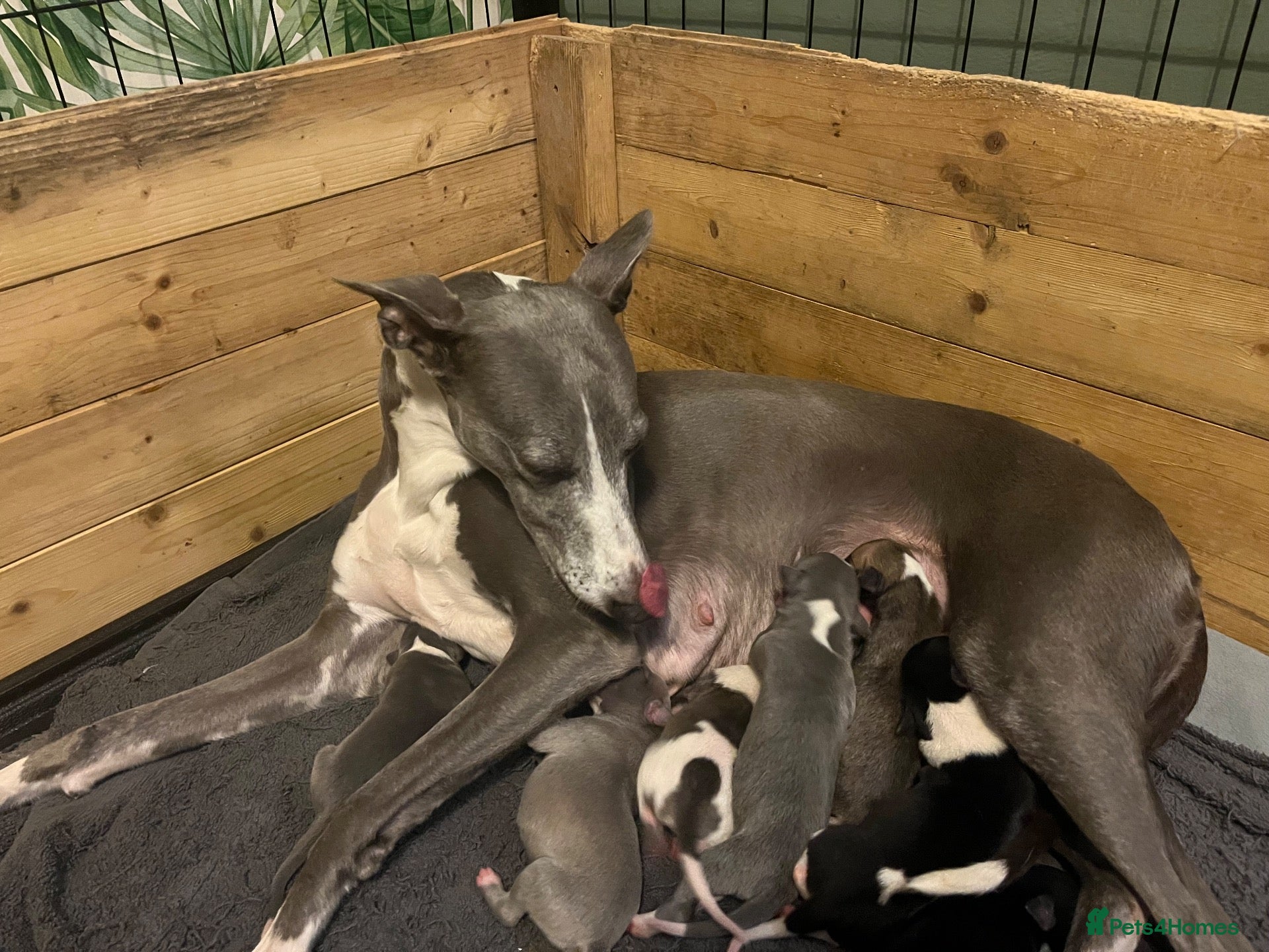 Whippet dogs Outstanding Litter KC Reg Pedigree Whippet Puppies - Advert 2