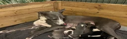 Whippet dogs for sale: Outstanding Litter KC Reg Pedigree Whippet Puppies - Advert 2
