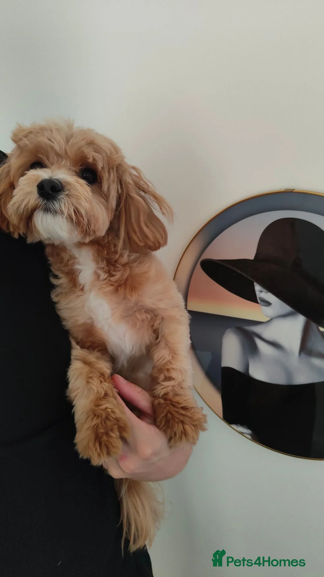 Maltipoo dogs for sale: F1 Asian Maltipoo boy - Advert 16