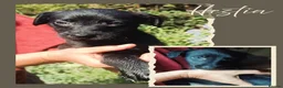 Lurcher dogs for sale: 9 beautiful Bedlington X Whippet puppies  - Advert 20